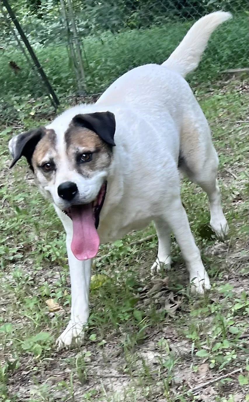 Cosmo, a Adoptable Australian Shepherd in Munford, TN image 3/3