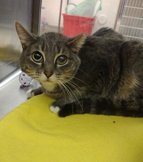 Enlarge Faith  45734, a Adoptable mixed breed in Pocatello, ID image 1/4