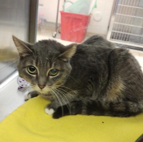 Enlarge Faith  45734, a Adoptable mixed breed in Pocatello, ID image 2/4