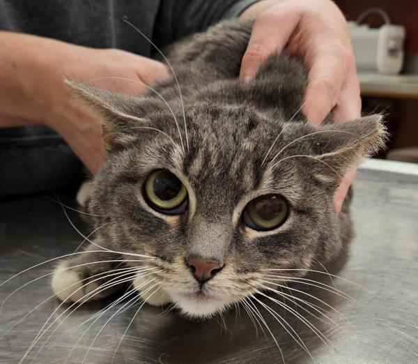 Enlarge Faith  45734, a Adoptable mixed breed in Pocatello, ID image 3/4