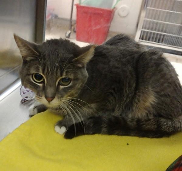 Enlarge Faith  45734, a Adoptable mixed breed in Pocatello, ID image 4/4