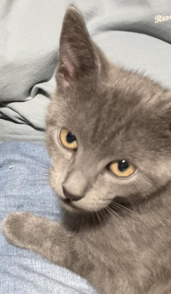Okoye, Adoptable, Kitten Female Domestic Short Hair.
