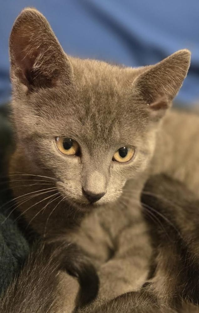 Enlarge Okoye, a Adoptable mixed breed in Franklin, WV image 4/5