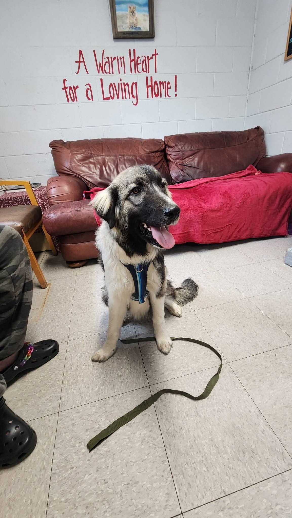 Winston — thumbnail 2