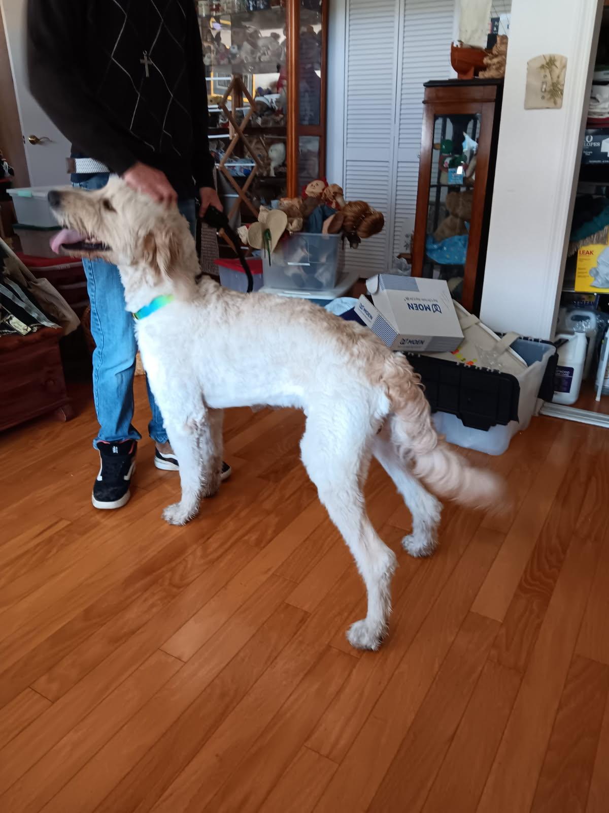 Buster, ADOPTABLE, Adult Male Goldendoodle.