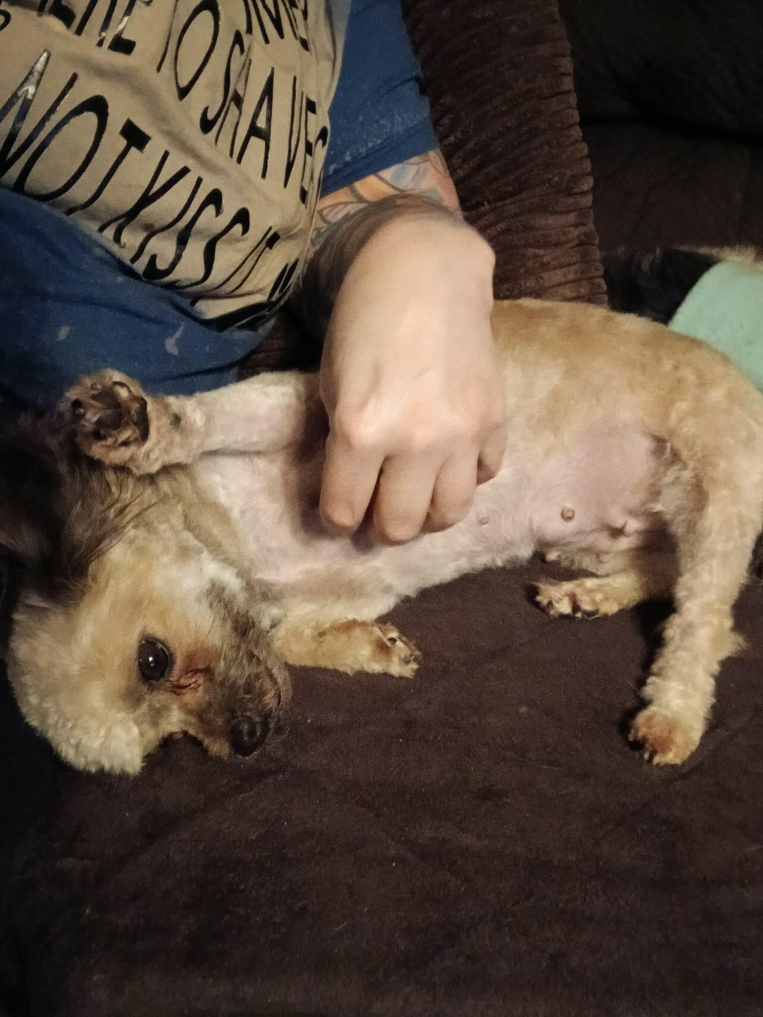 Enlarge Hazel, a ADOPTABLE Yorkie Poo in Vernon, CT image 5/6