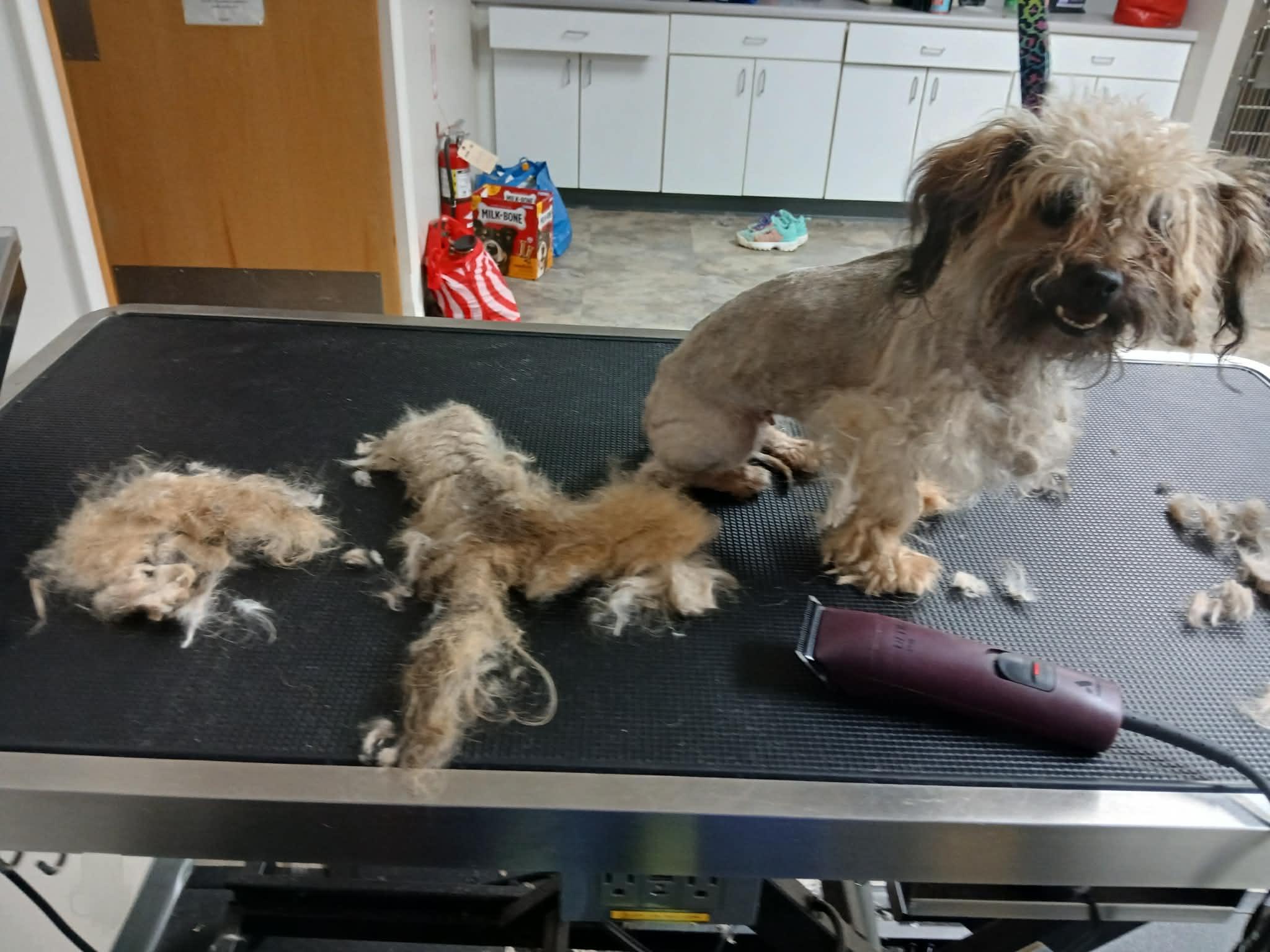 Enlarge Hazel, a ADOPTABLE Yorkie Poo in Vernon, CT image 4/6