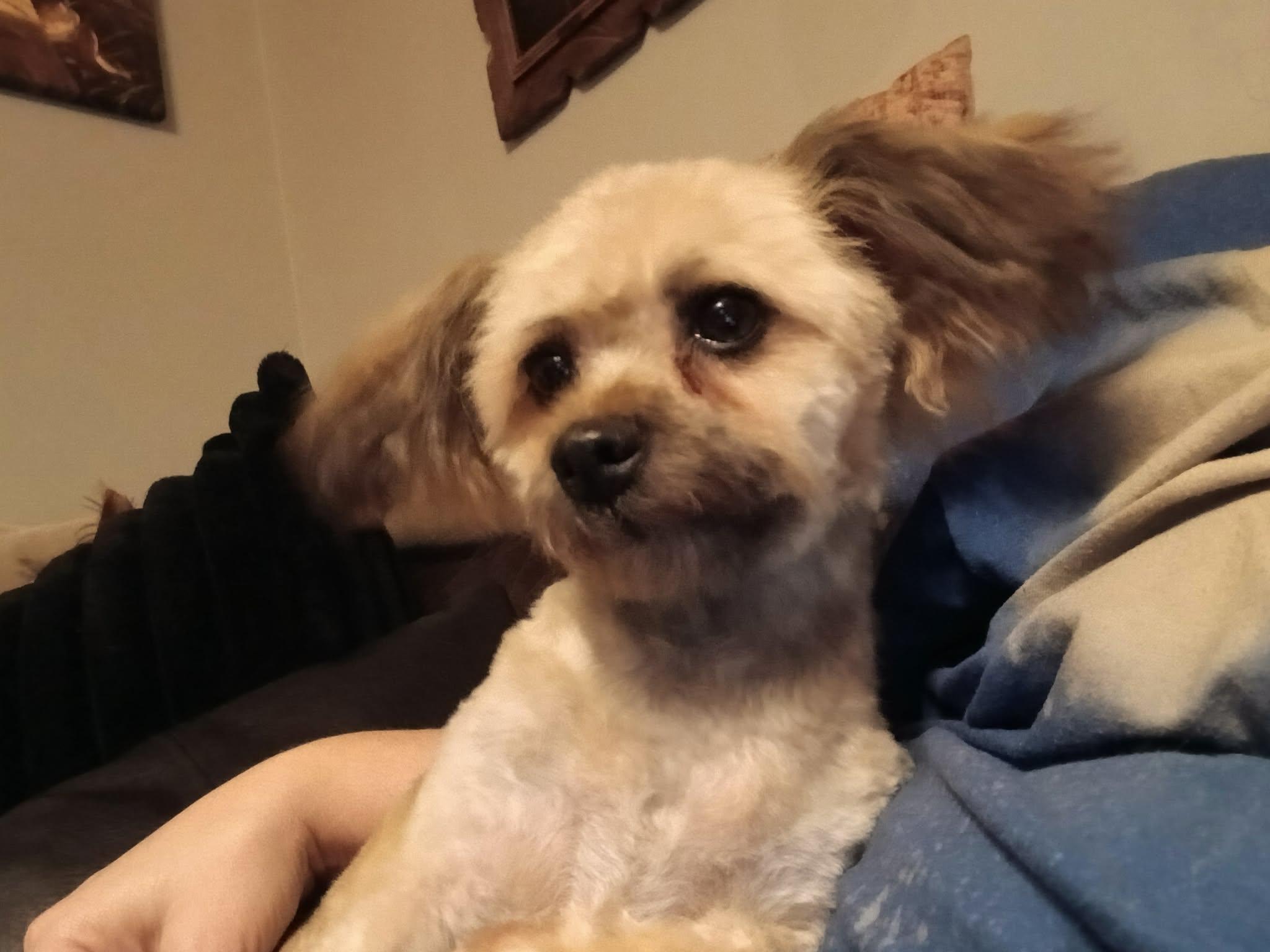Enlarge Hazel, a ADOPTABLE Yorkie Poo in Vernon, CT image 2/6