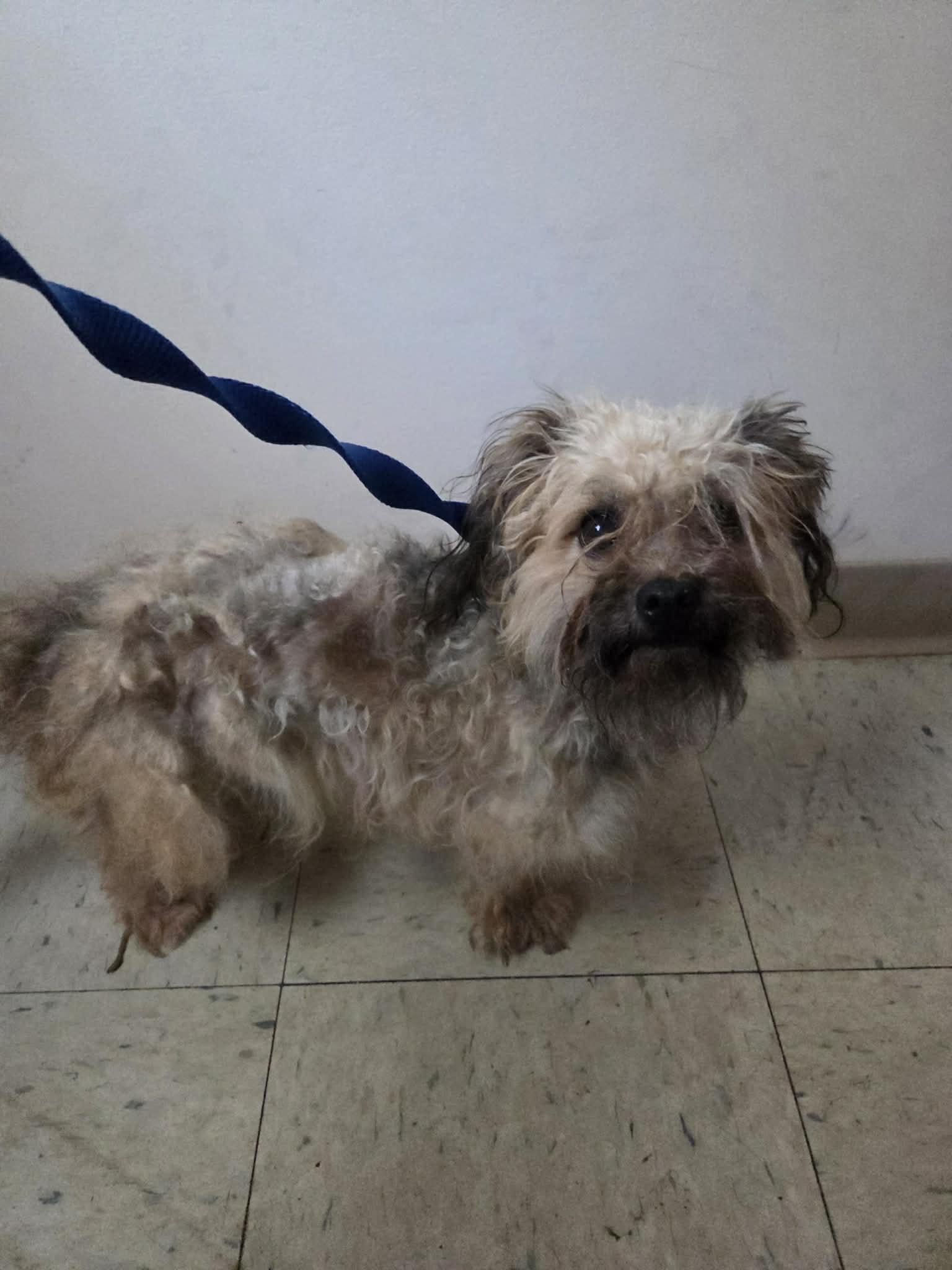 Enlarge Hazel, a ADOPTABLE Yorkie Poo in Vernon, CT image 3/6