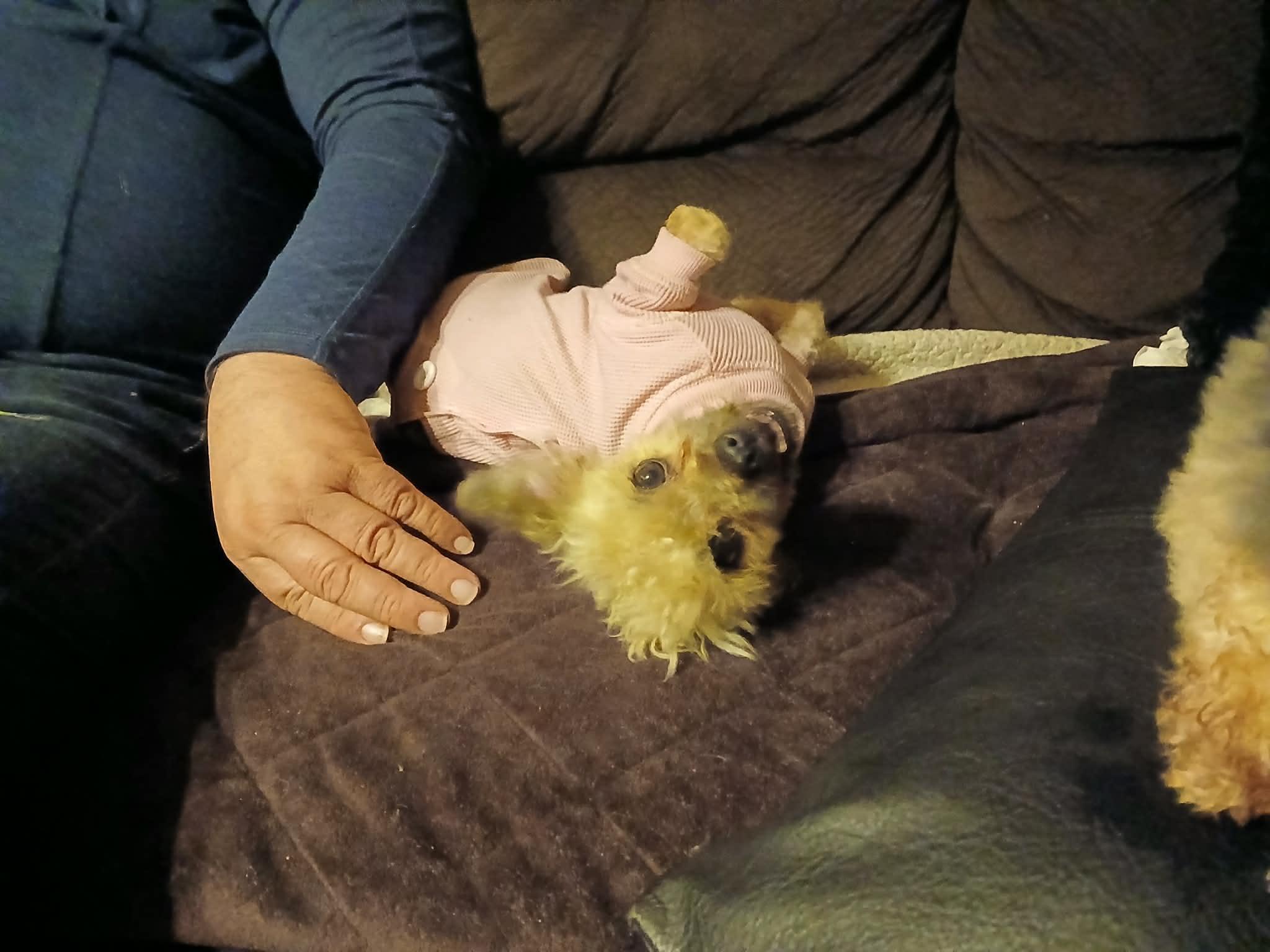 Enlarge Hazel, a ADOPTABLE Yorkie Poo in Vernon, CT image 6/6
