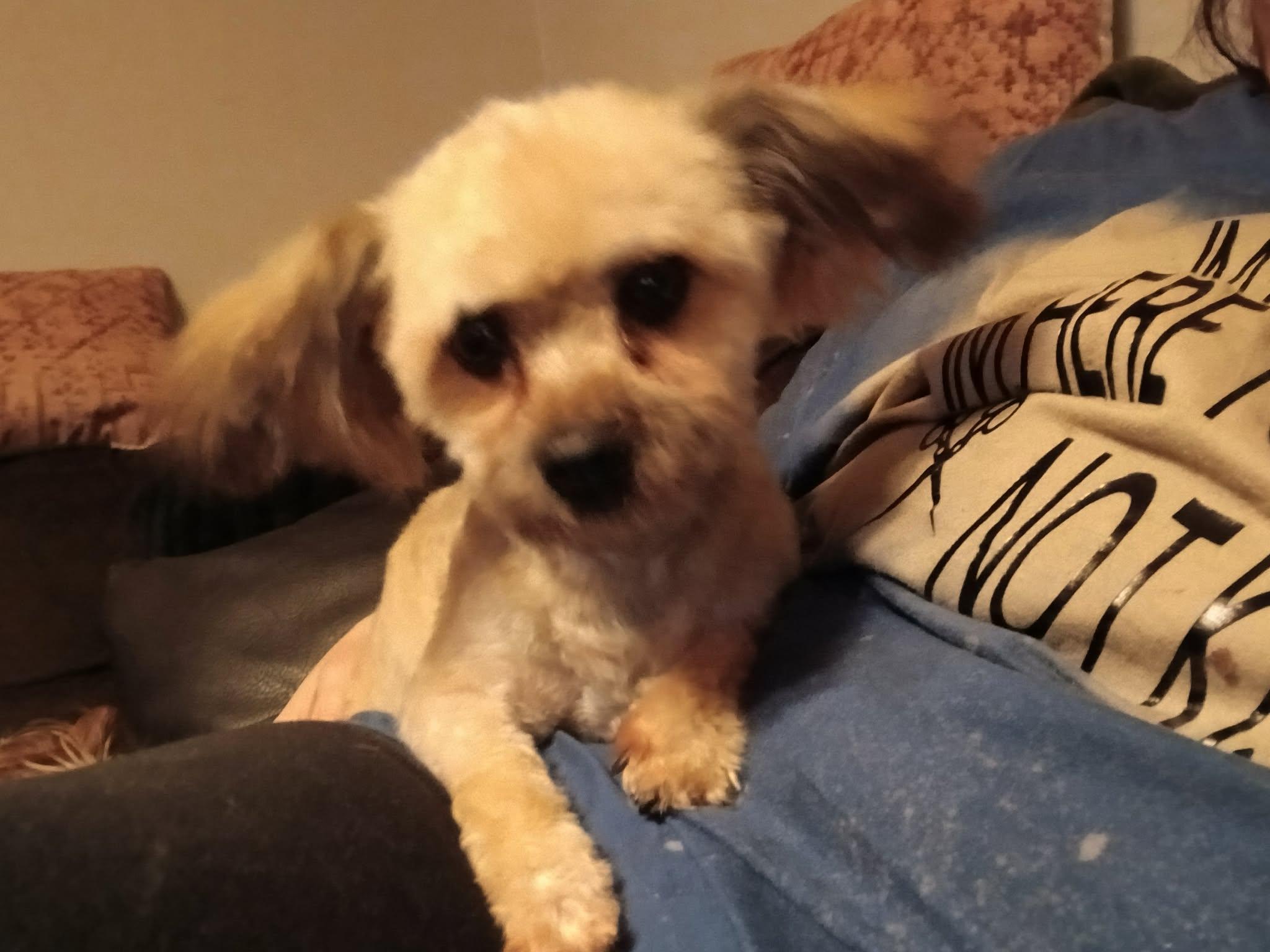 Hazel, ADOPTABLE, Adult Female Yorkie Poo.