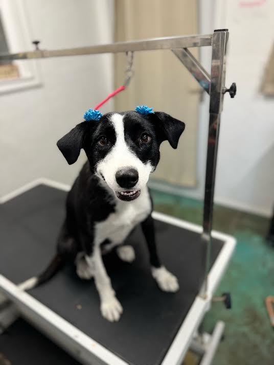 Bonnie, Adopted, Adult Female Border Collie.