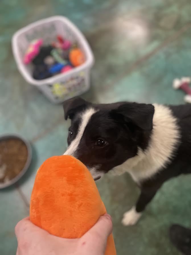 Enlarge Bonnie, a Adopted Border Collie in Salina, UT image 2/3