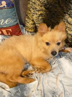 Enlarge Tucker, a Adopted mixed breed in Tampa, FL image 3/6