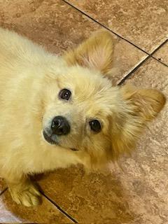 Enlarge Tucker, a Adopted mixed breed in Tampa, FL image 4/6