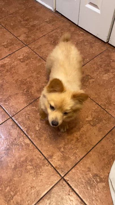 Enlarge Tucker, a Adopted mixed breed in Tampa, FL video 6/6