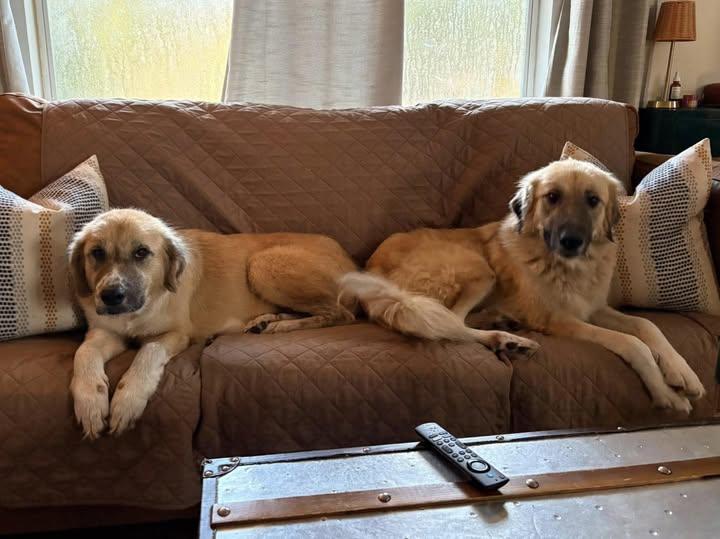 Sage and Sable, Adoptable, Adult Female Anatolian Shepherd.
