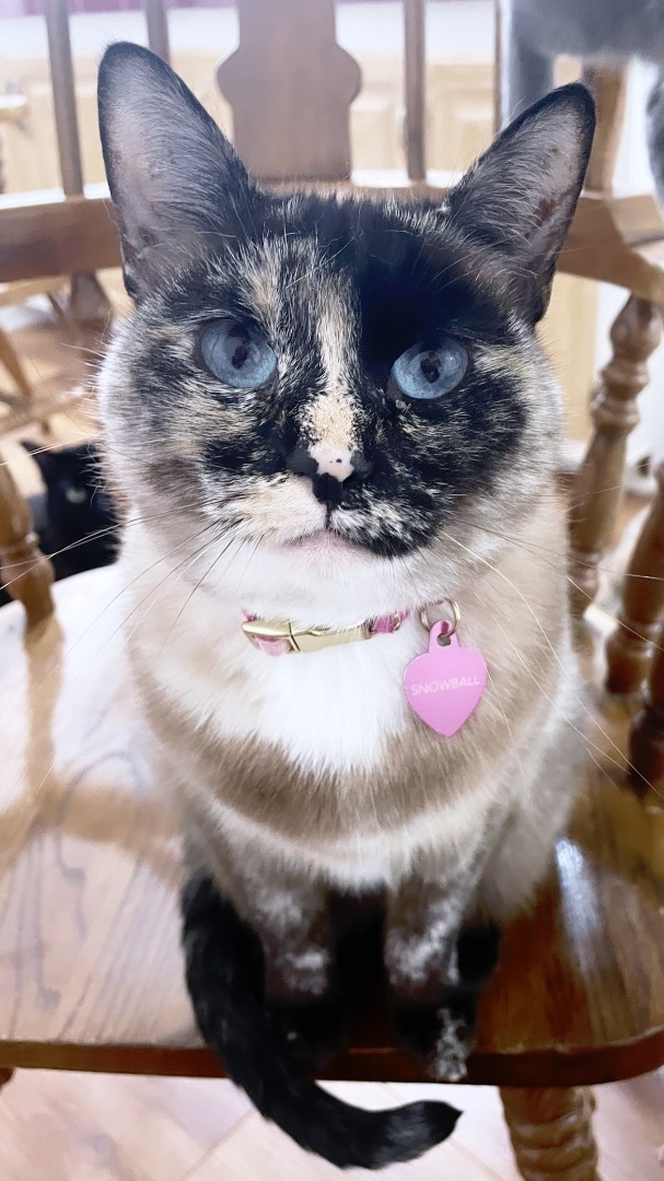 Snowball, Adoptable, Adult Female Tortoiseshell & Siamese.