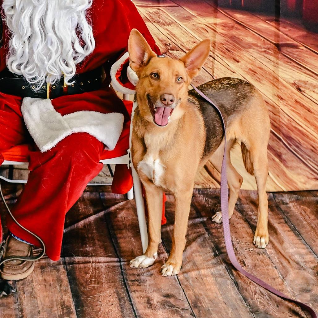 Paisley, Adoptable, Adult Female German Shepherd Dog.