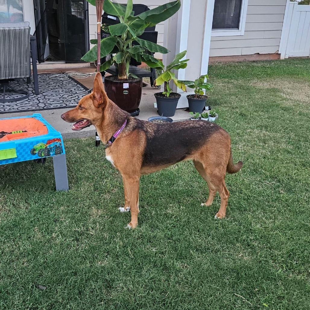 Enlarge Paisley, a Adoptable German Shepherd Dog in Tulsa, OK image 2/6