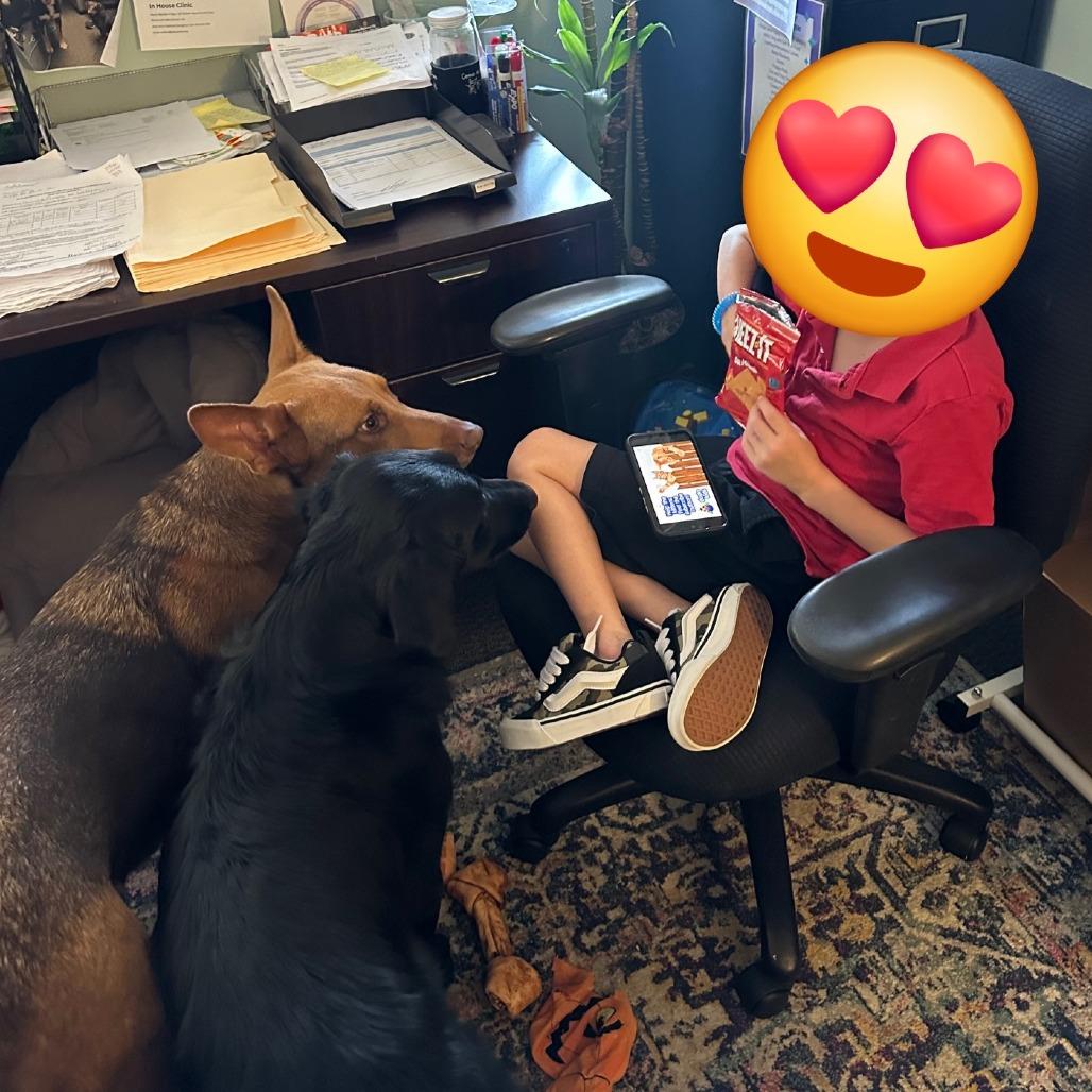 Enlarge Paisley, a Adoptable German Shepherd Dog in Tulsa, OK image 3/6