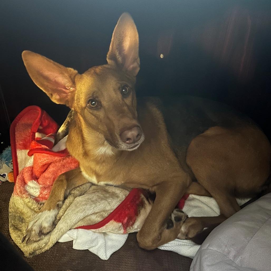 Enlarge Paisley, a Adoptable German Shepherd Dog in Tulsa, OK image 4/6