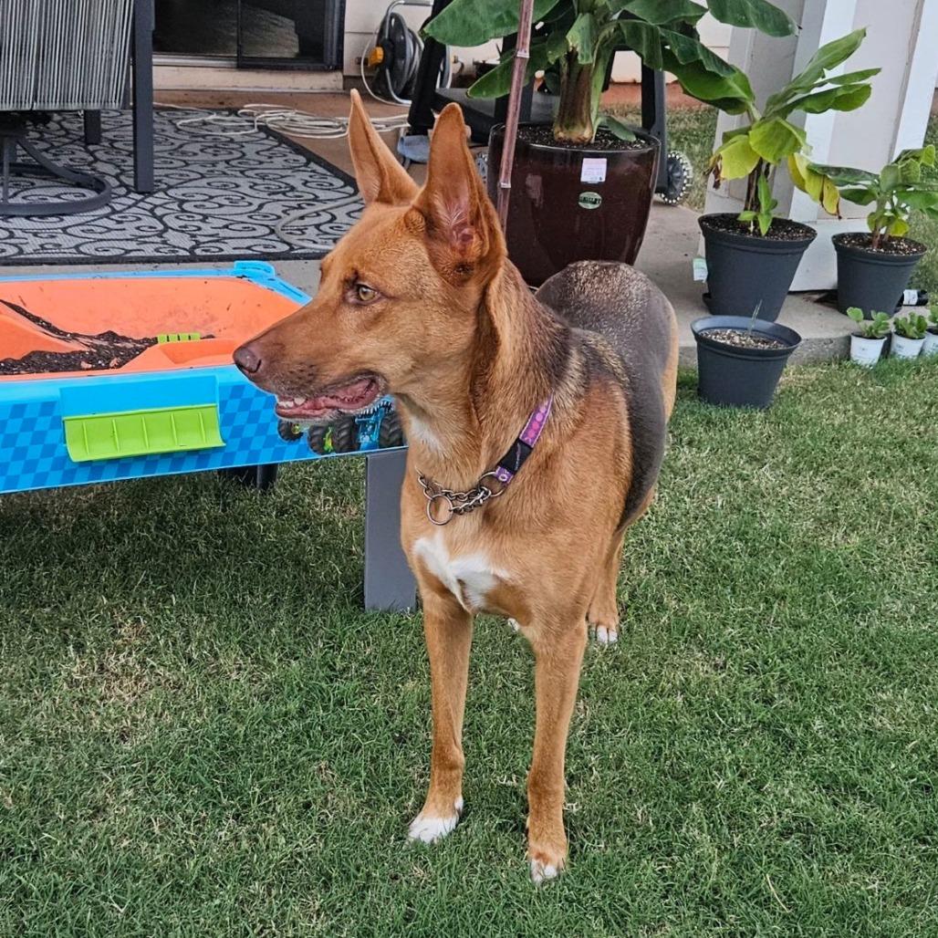 Enlarge Paisley, a Adoptable German Shepherd Dog in Tulsa, OK image 5/6