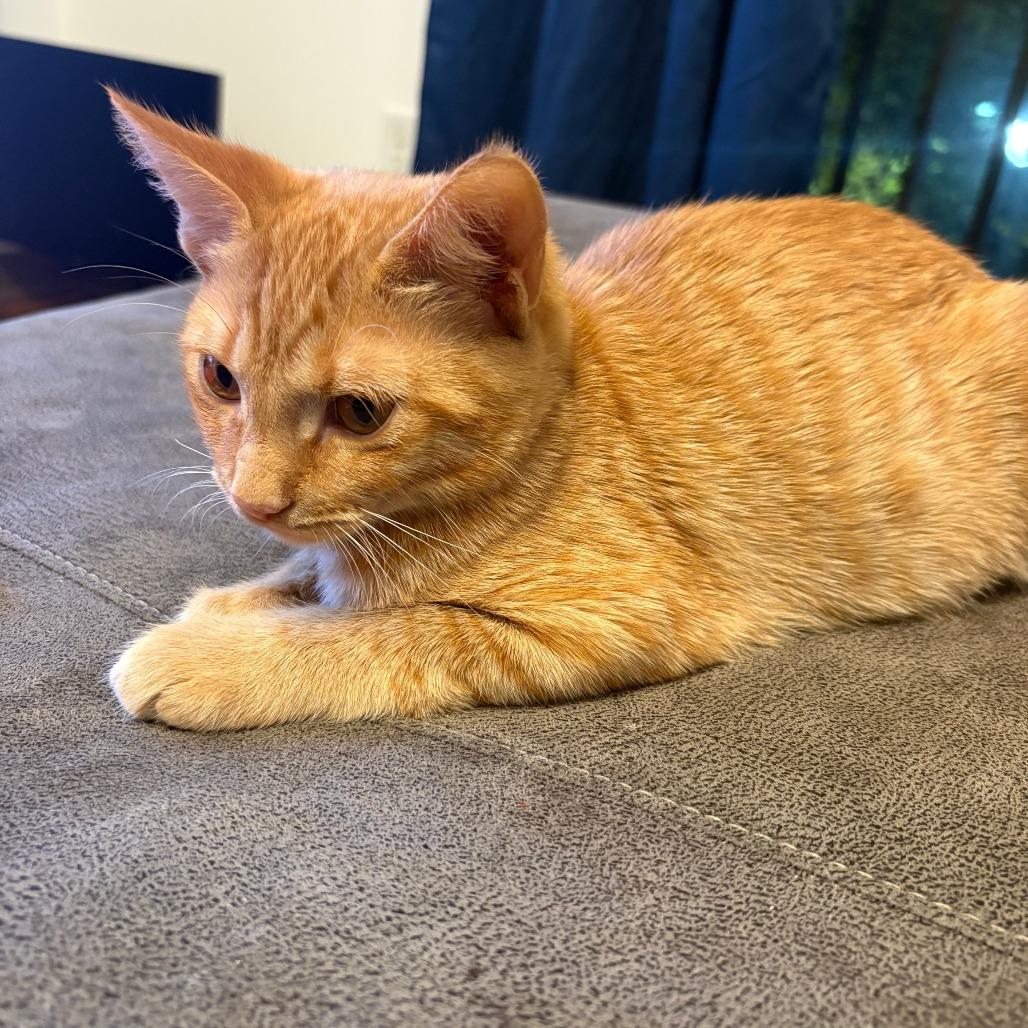 Elmo — thumbnail 2