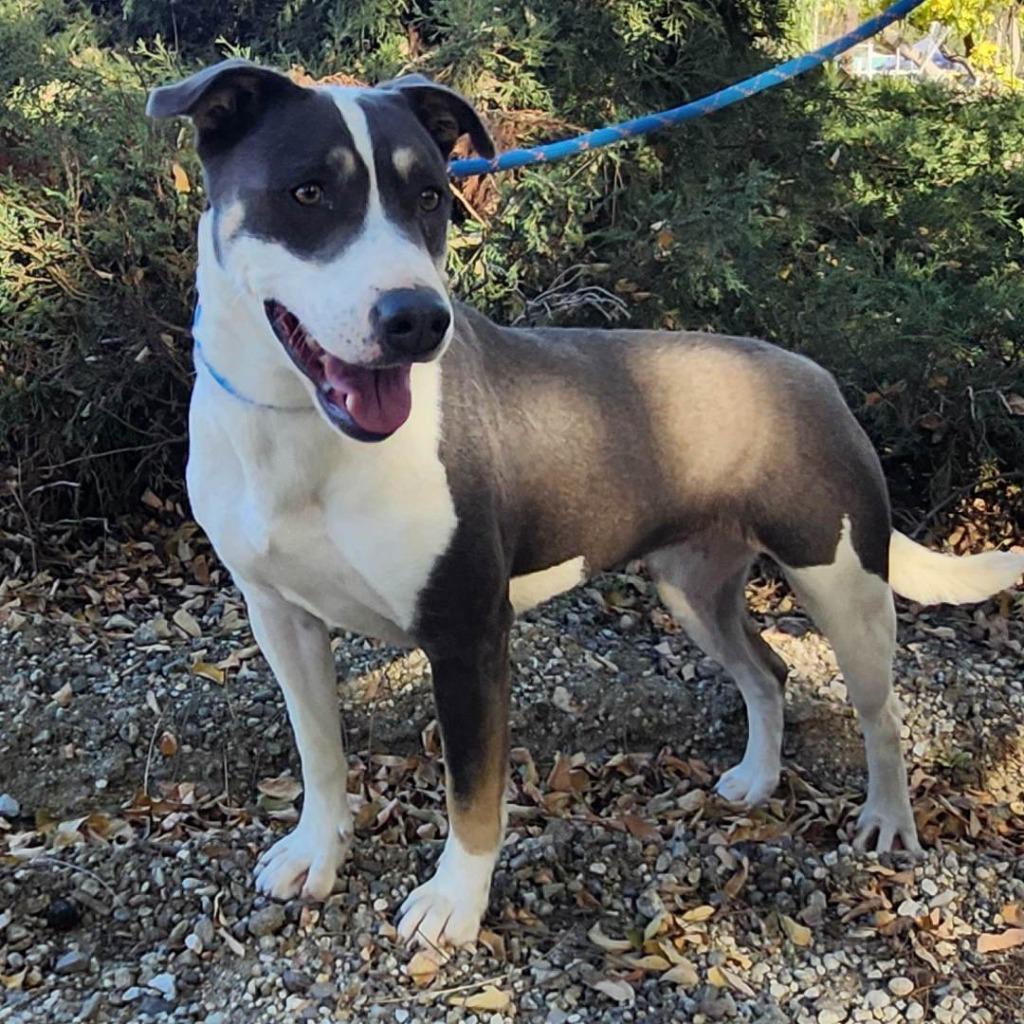 Mia, a Adoptable Pit Bull Terrier in Tehachapi, CA image 2/5