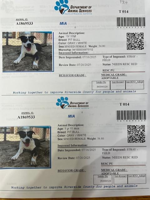 Mia, a Adoptable Pit Bull Terrier in Tehachapi, CA image 3/5