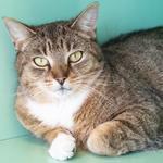 Enlarge Ruffles, a ADOPTABLE Domestic Short Hair in Pontiac, MI image 1/1