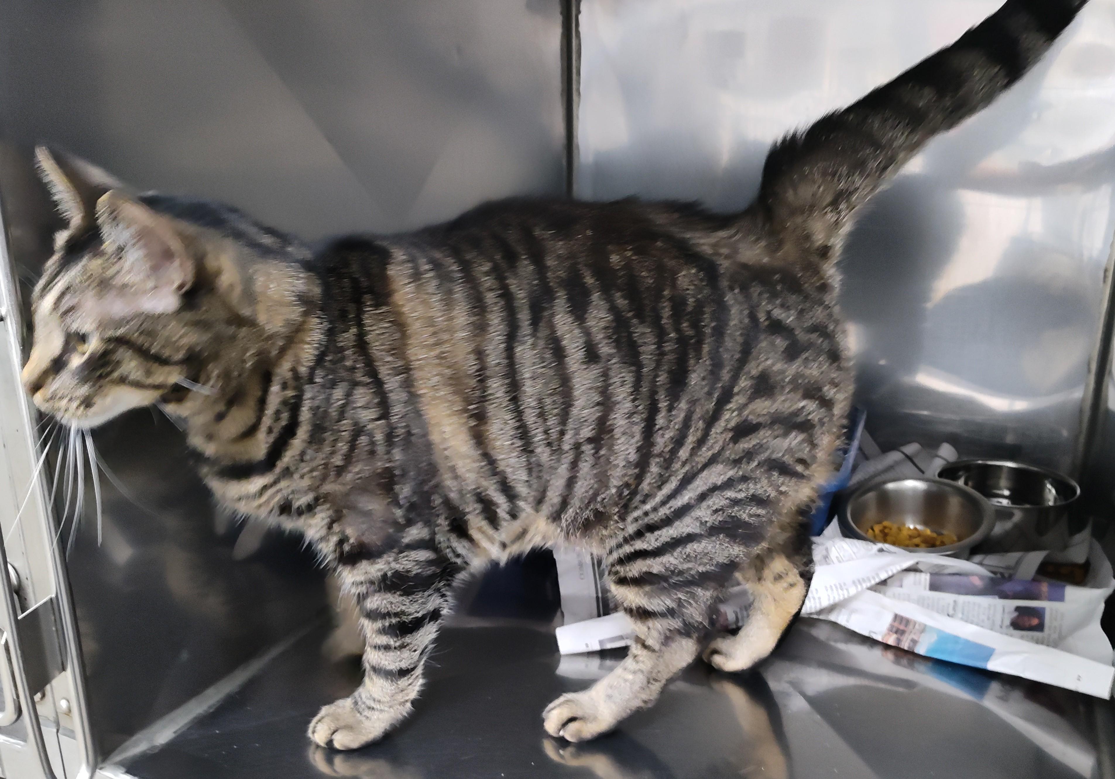 CEE CEE, Adoptable, Adult Female Tabby.