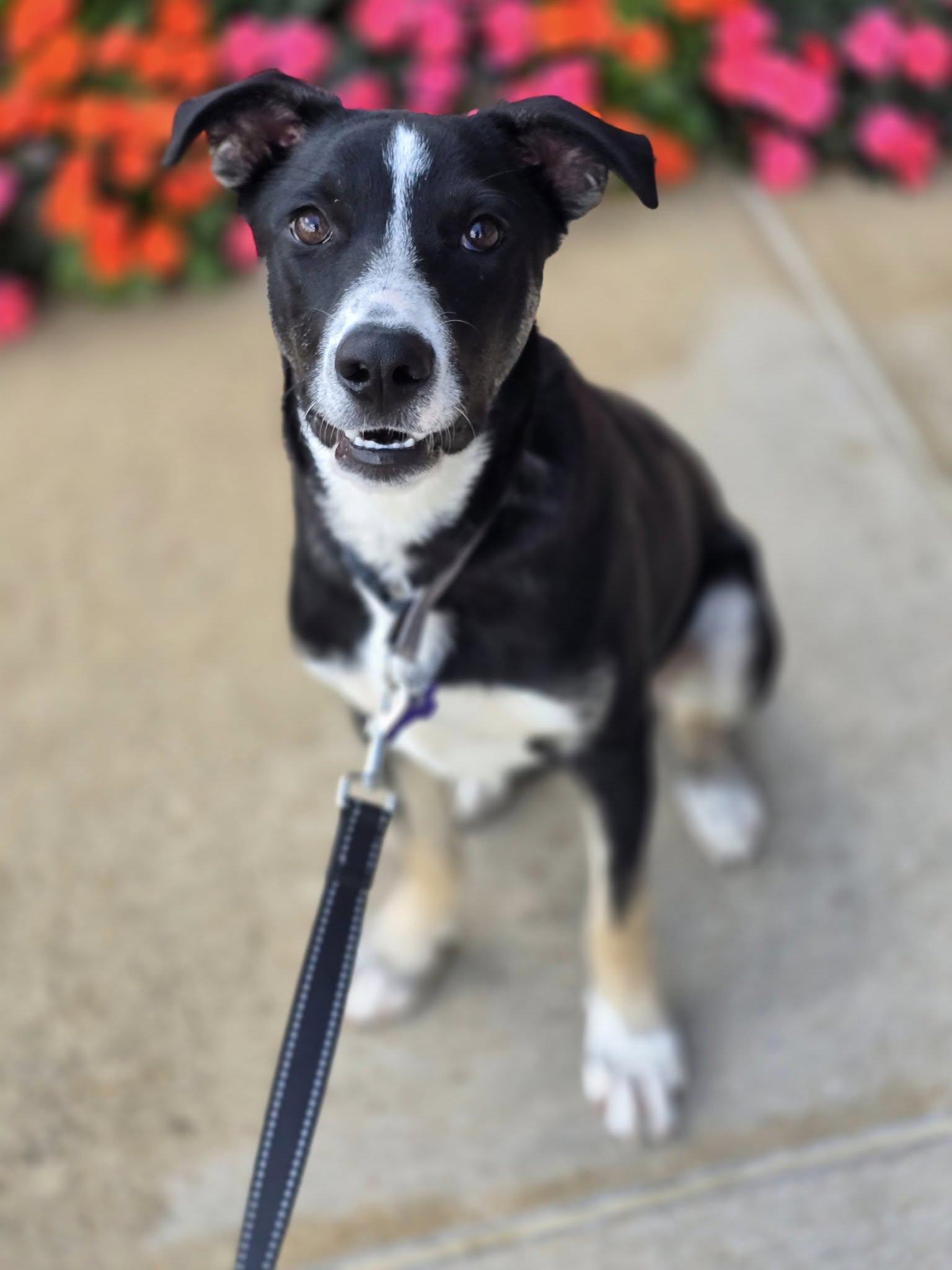 Enlarge Corn Chowder, a Adoptable Mixed Breed in St. Louis, MO image 1/3
