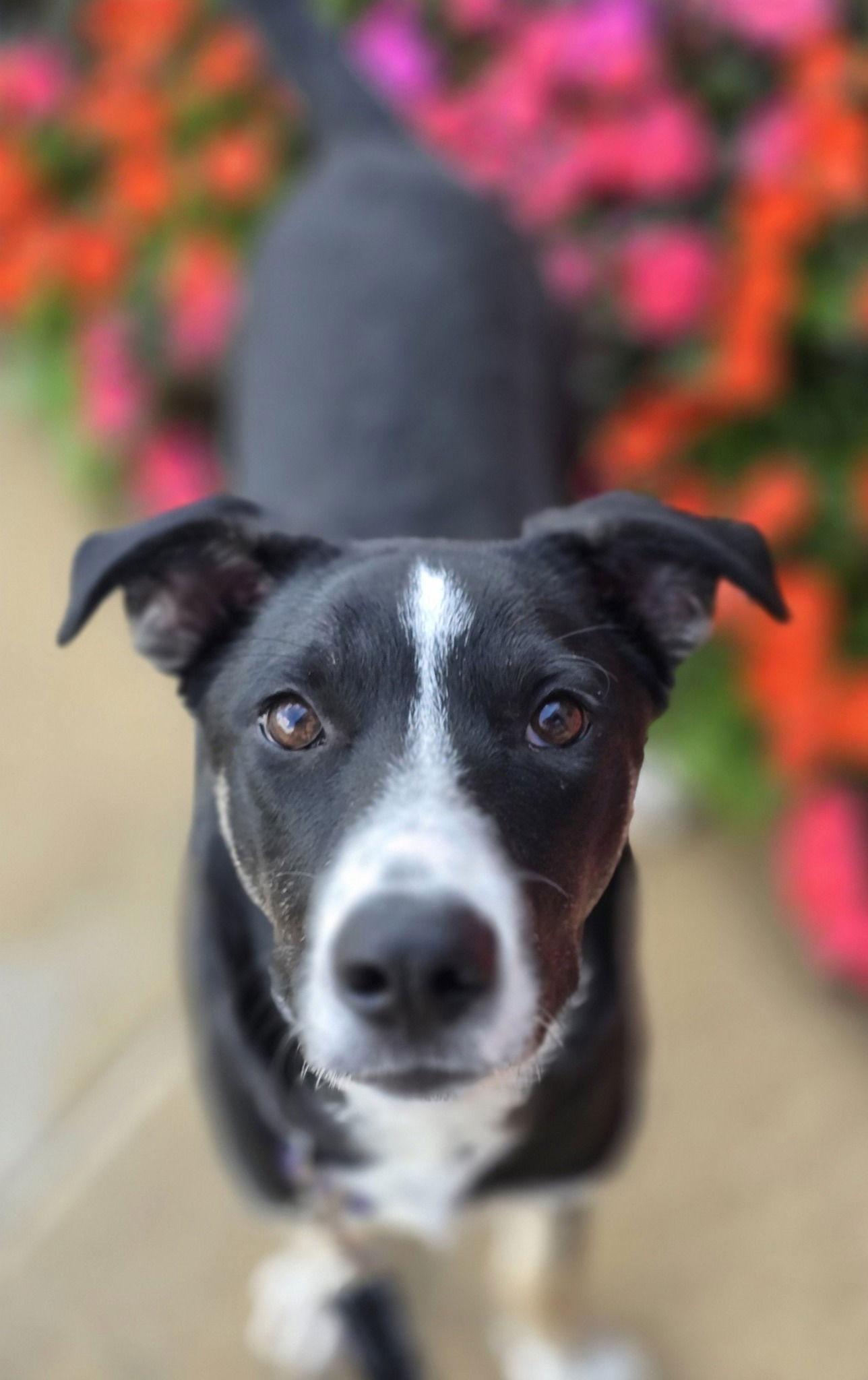 Enlarge Corn Chowder, a Adoptable Mixed Breed in St. Louis, MO image 2/3
