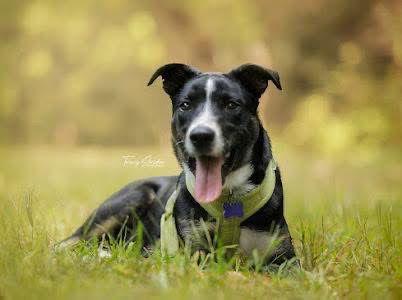 Enlarge Corn Chowder, a Adoptable Mixed Breed in St. Louis, MO image 3/3