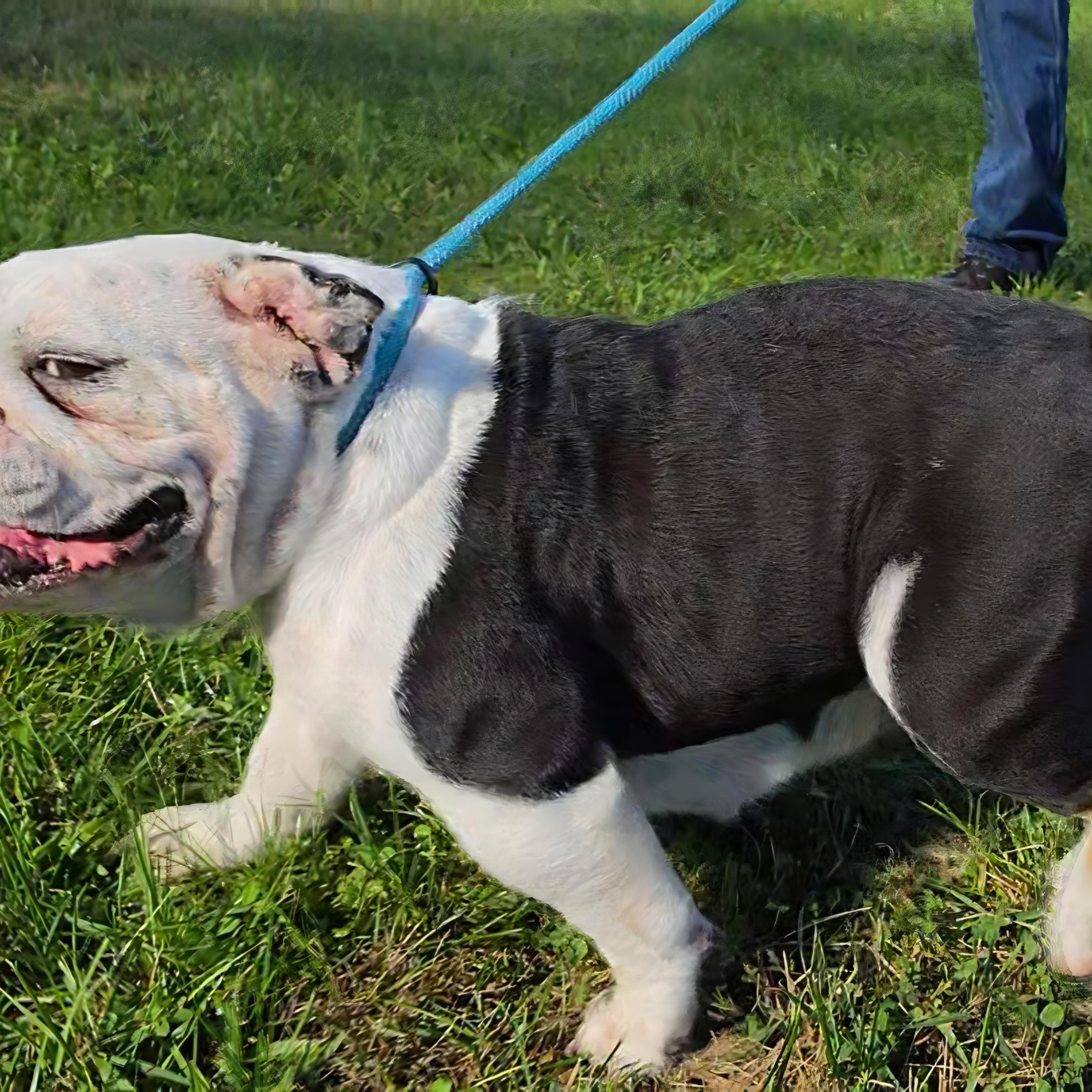 Enlarge Kruella, a Adoptable English Bulldog in LaGrange, IN image 3/6