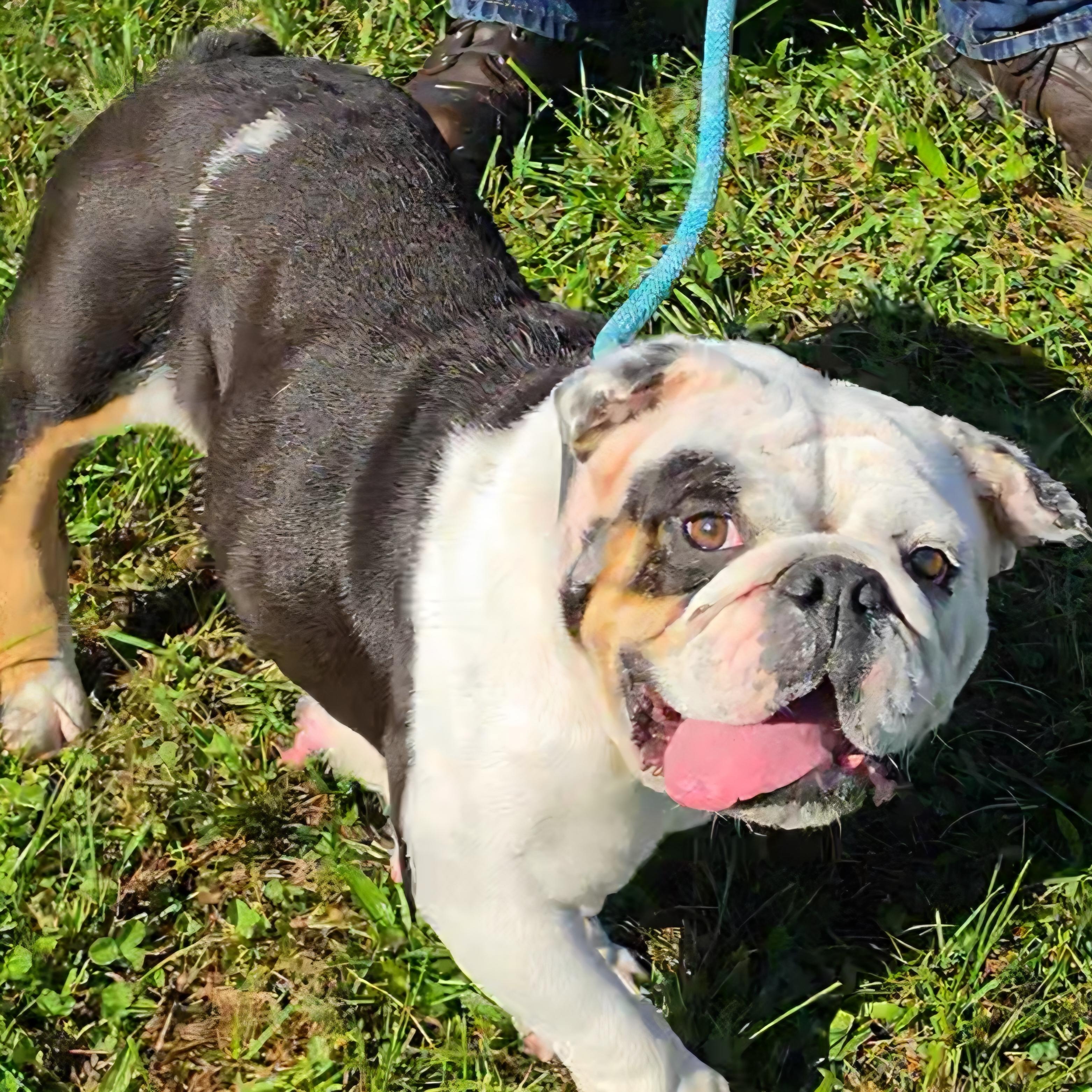 Kruella, Adoptable, Adult Female English Bulldog.