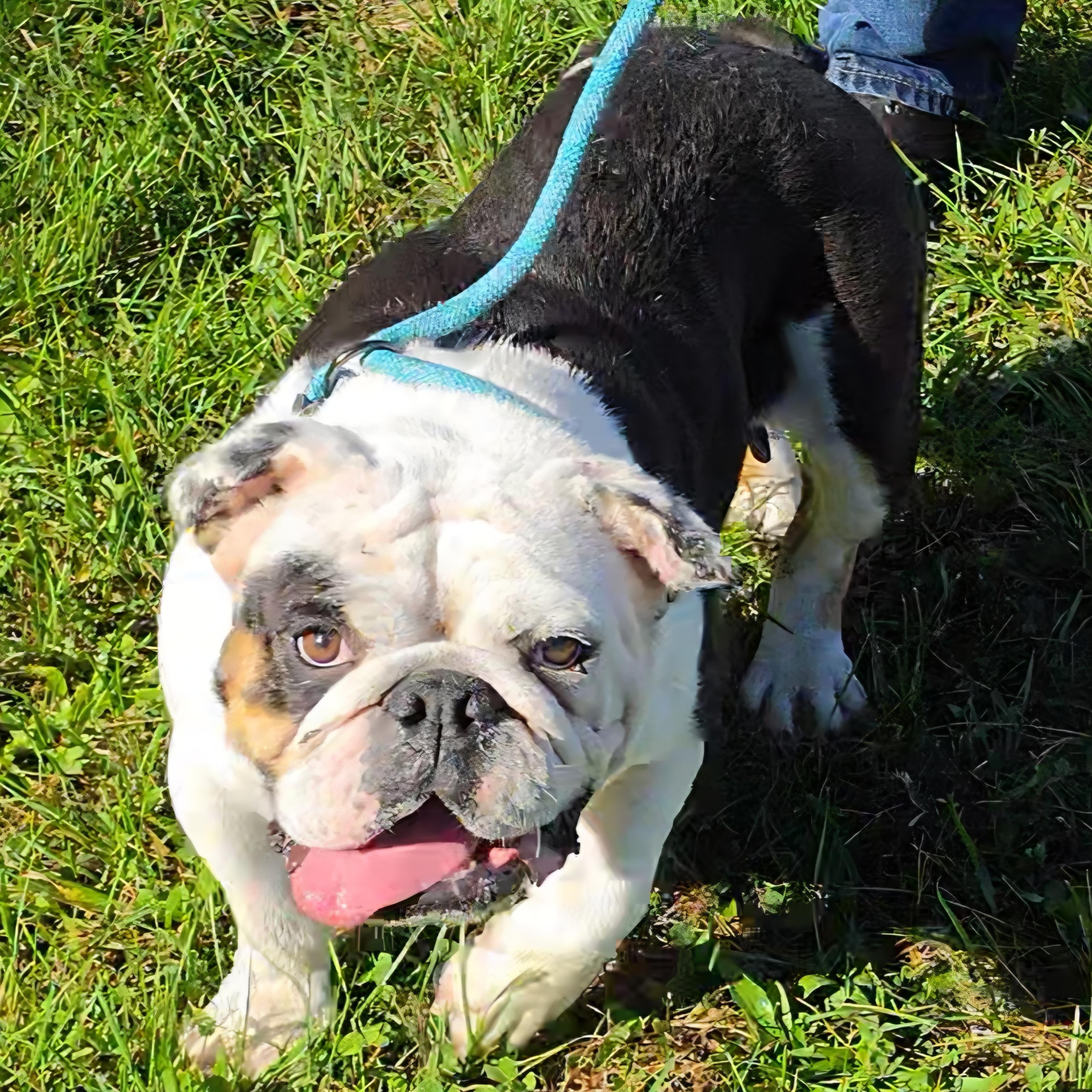 Enlarge Kruella, a Adoptable English Bulldog in LaGrange, IN image 2/6