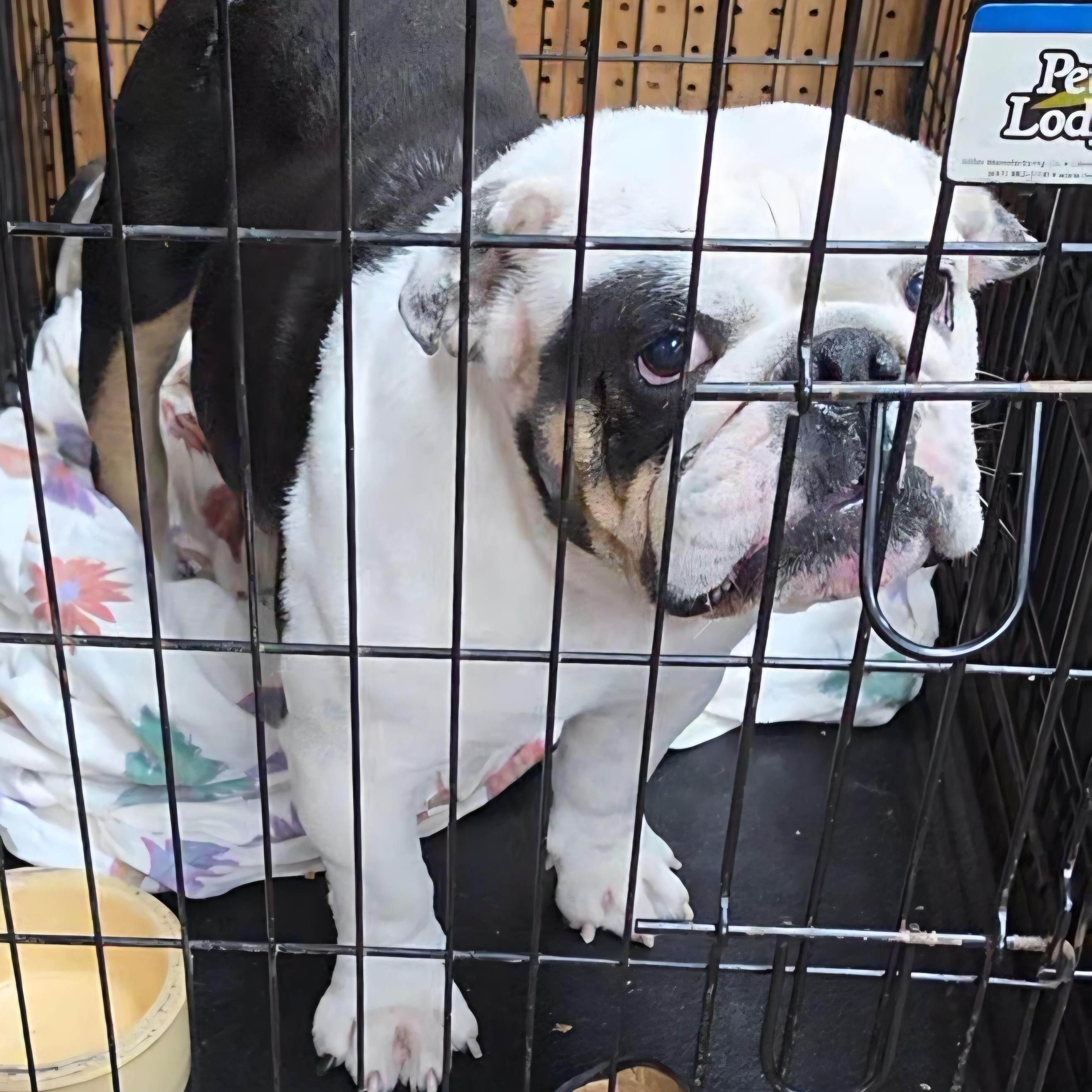 Enlarge Kruella, a Adoptable English Bulldog in LaGrange, IN image 5/6