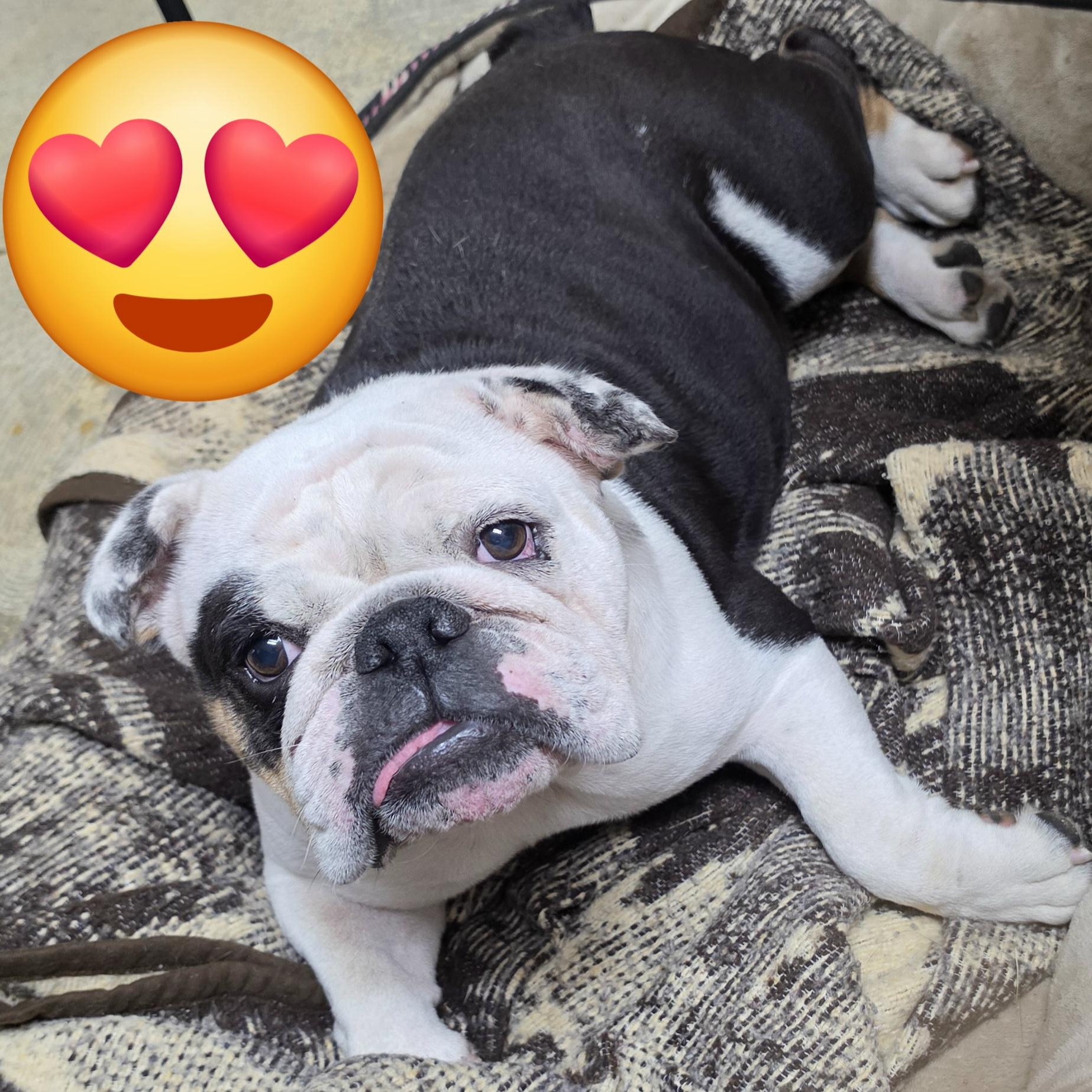 Enlarge Kruella, a Adoptable English Bulldog in LaGrange, IN image 6/6