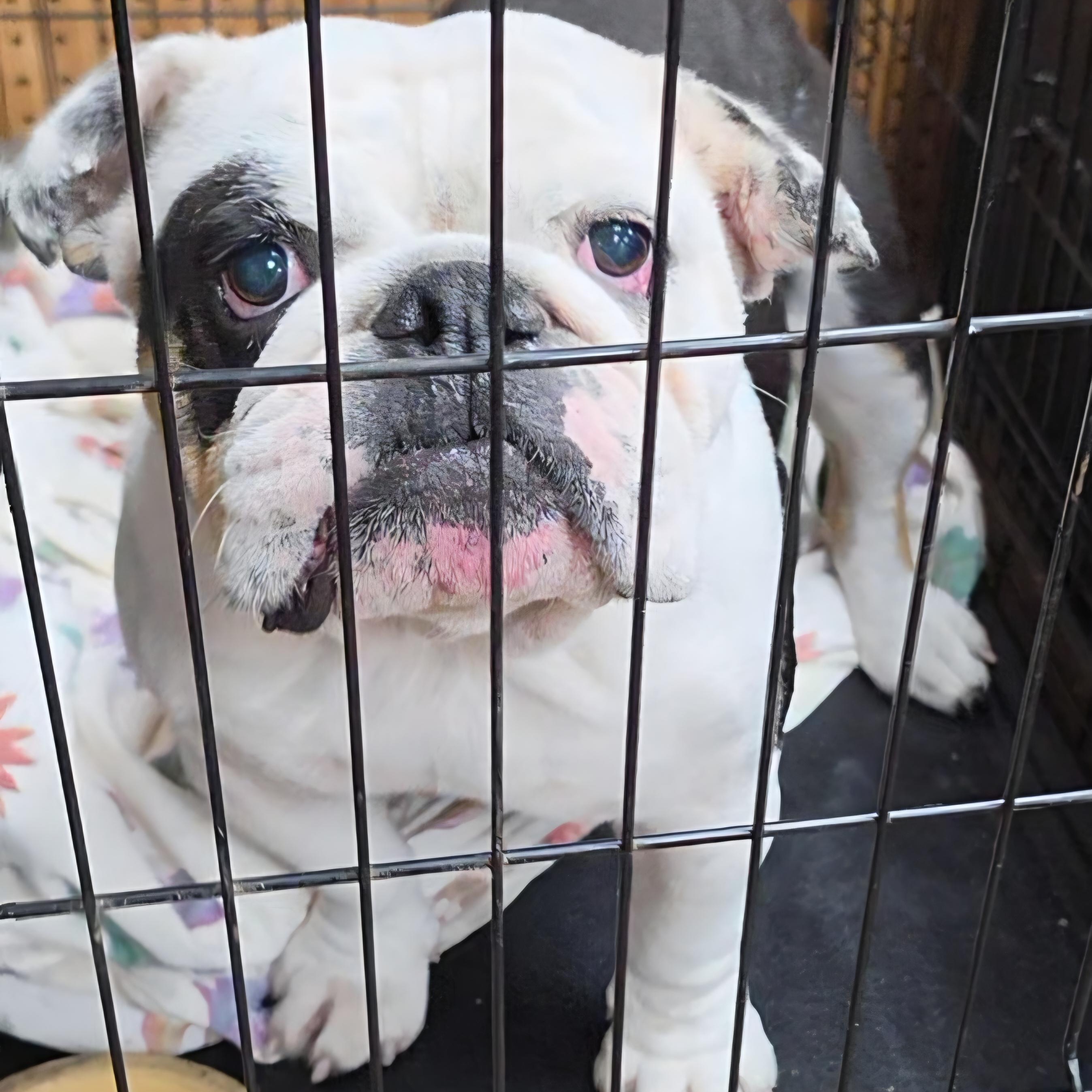 Enlarge Kruella, a Adoptable English Bulldog in LaGrange, IN image 4/6
