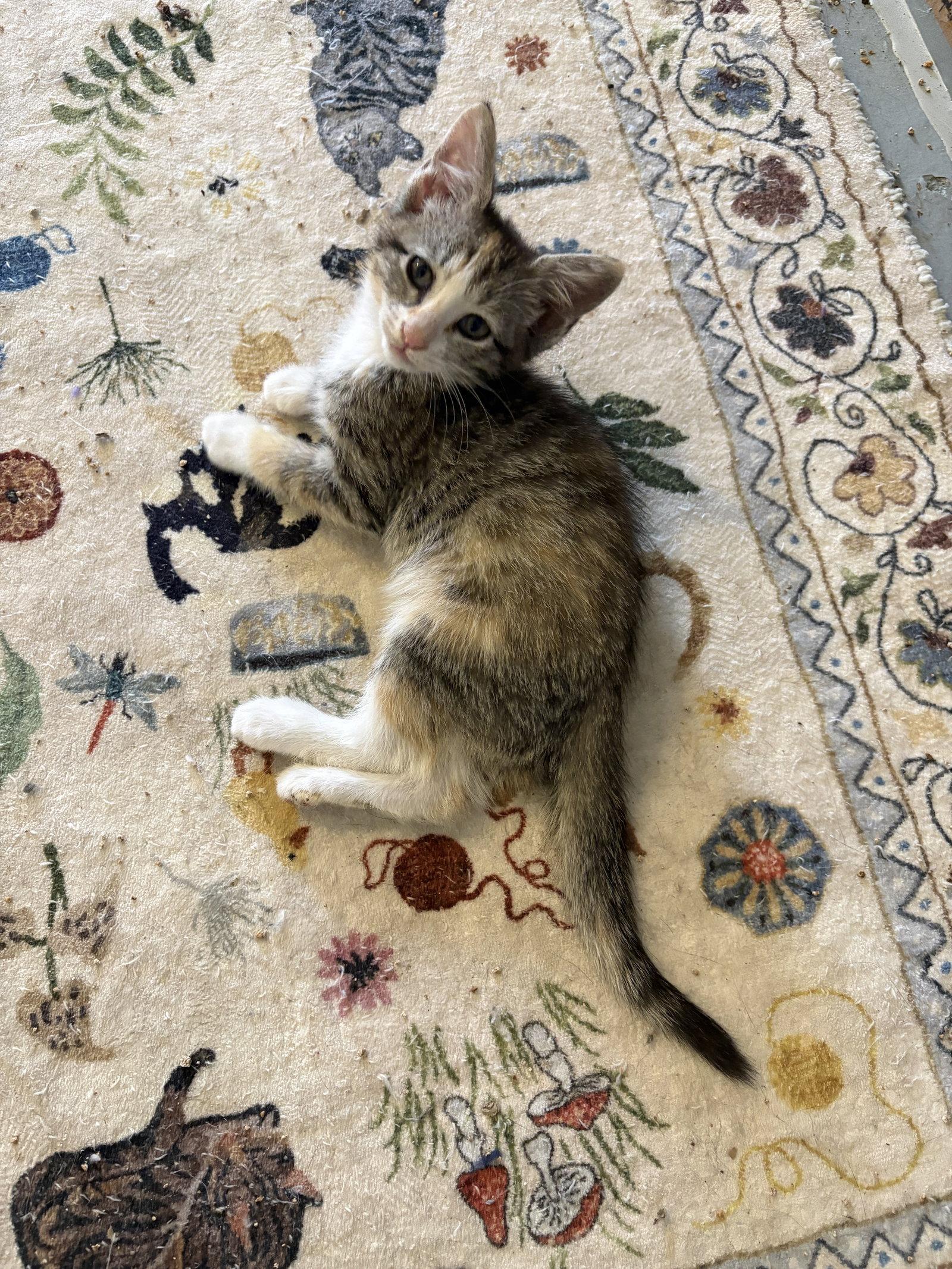 Sarabi, Adoptable, Kitten Female Tabby & Calico.