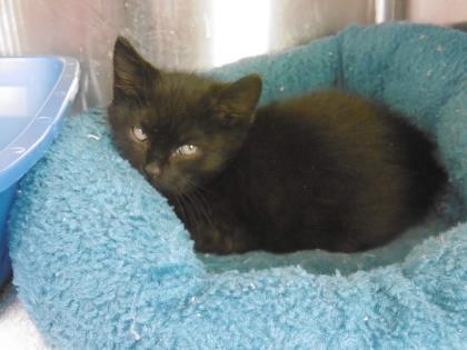 Enlarge Viper, a Adoptable mixed breed in Norfolk, VA image 1/2