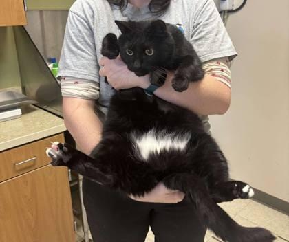 Enlarge Viper, a Adoptable mixed breed in Norfolk, VA image 2/2