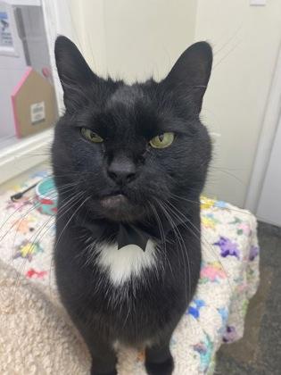 Enlarge Viper, a Adoptable mixed breed in Norfolk, VA image 2/3