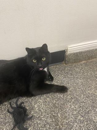 Enlarge Viper, a Adoptable mixed breed in Norfolk, VA image 3/3