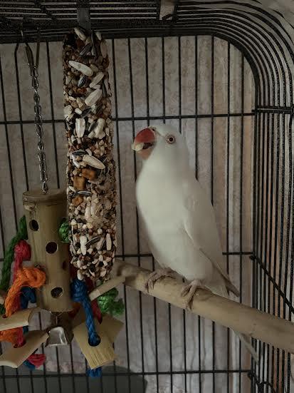 Enlarge Siren, an adopted Ringneck / Psittacula in Marblehead, MA image 2/3
