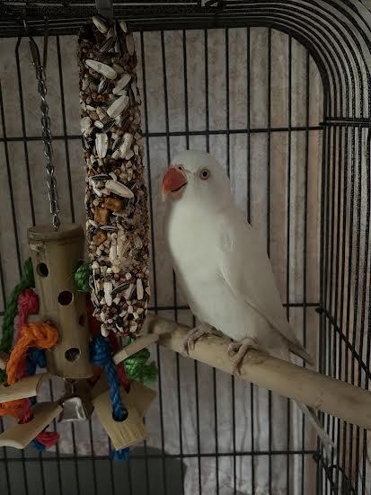 Enlarge Siren, an adopted Ringneck / Psittacula in Marblehead, MA image 3/3