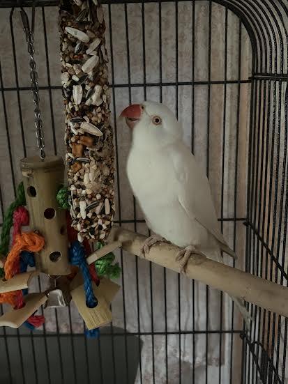 Enlarge Siren, an adopted Ringneck / Psittacula in Marblehead, MA image 1/3