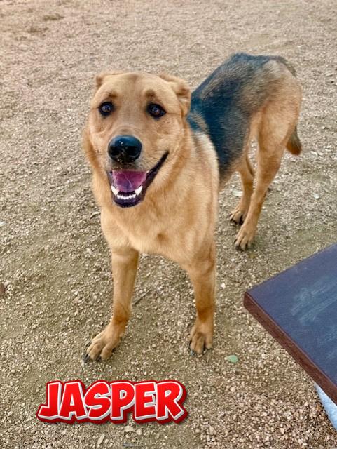 Enlarge Jasper, a ADOPTABLE German Shepherd Dog in Comfort, TX image 1/1